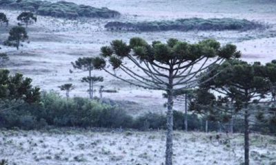 Semana começa com frio e possibilidade de geada no RS