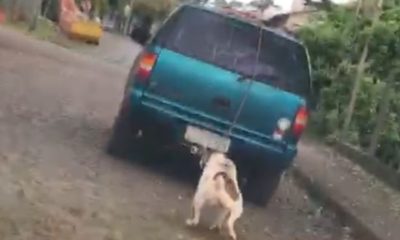 Vídeo flagra momento em que cachorro é arrastado por carro