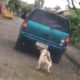 Vídeo flagra momento em que cachorro é arrastado por carro