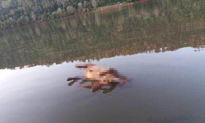 Cão é encontrado morto no lago em Marcelino Ramos