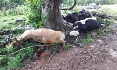 Raios matam gado e atingem casa no interior de Vera Cruz