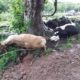 Raios matam gado e atingem casa no interior de Vera Cruz