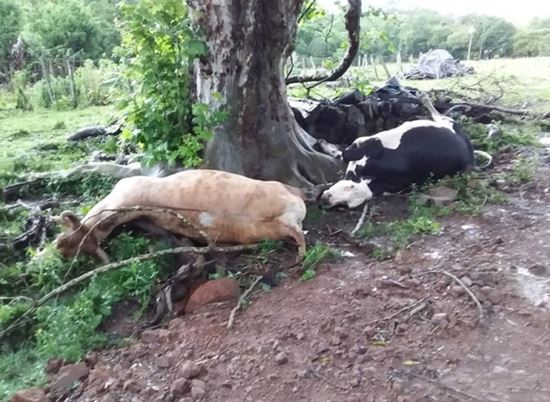 Raios matam gado e atingem casa no interior de Vera Cruz