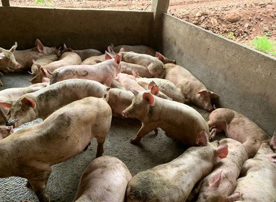 Força -Tarefa autua quatro estabelecimentos em Rondinha - Foto: MP